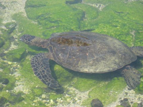 1991 Ford Bronco - A sea turtle glides through shallow, clear water with green algae visible on the sandy bottom.