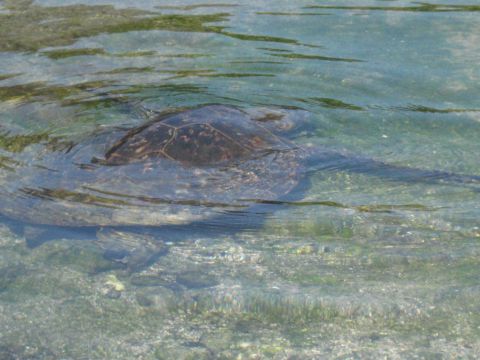 1991 Ford Bronco - A sea turtle glides through the clear water near the shore.