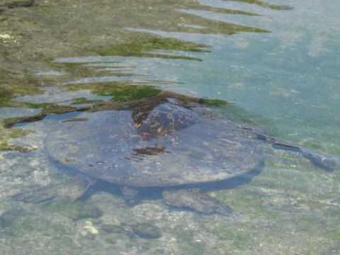 1991 Ford Bronco - A sea turtle glides through the shallow, clear waters of Hawaii.