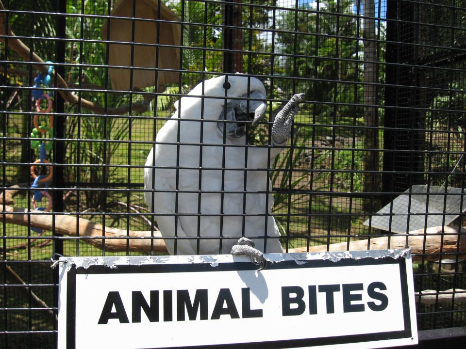 White cockatoo behind a fence with an "ANIMAL BITES" sign.