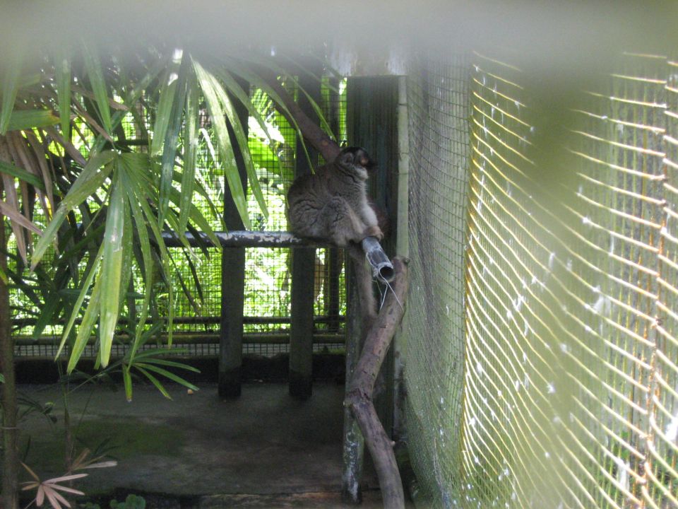 Animal in an enclosure with plants and a fence.