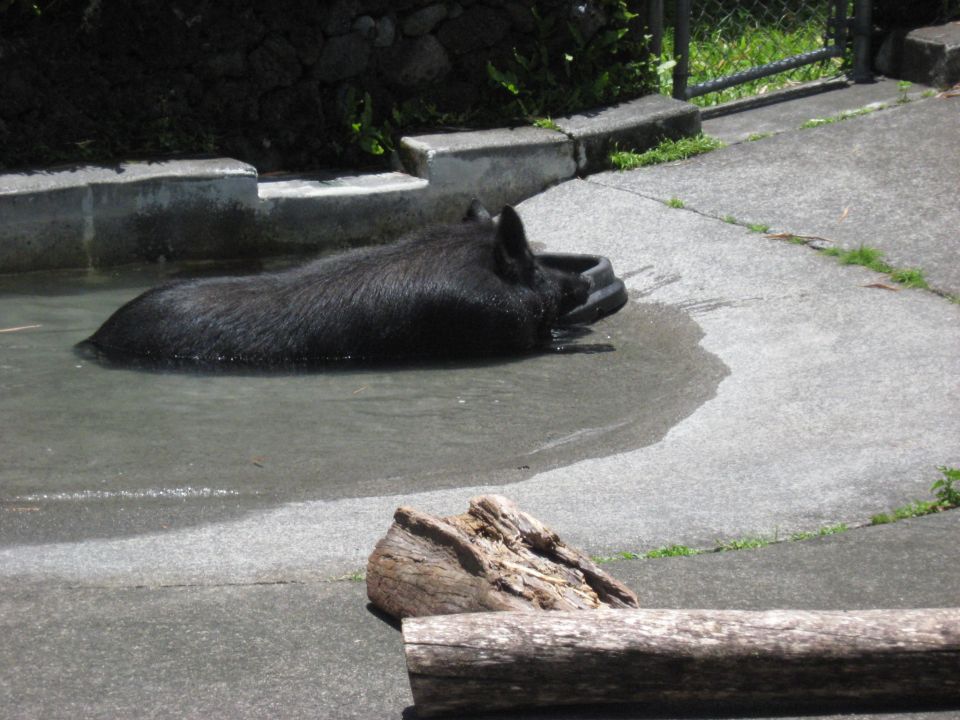 A black pig in water with its head in a trough.
