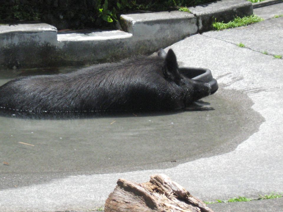 A black pig lies in shallow water, resting its head on a black object.