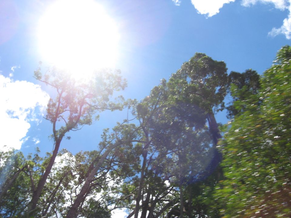 Sun shining through trees with motion blur against a blue sky
