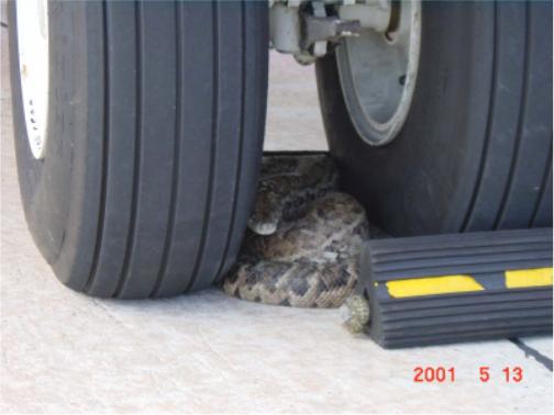 Snake coiled up between two large tires, with a yellow and black chock nearby