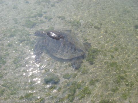 1991 Ford Bronco - A large sea turtle carries a smaller turtle on its back in the shallow ocean water.