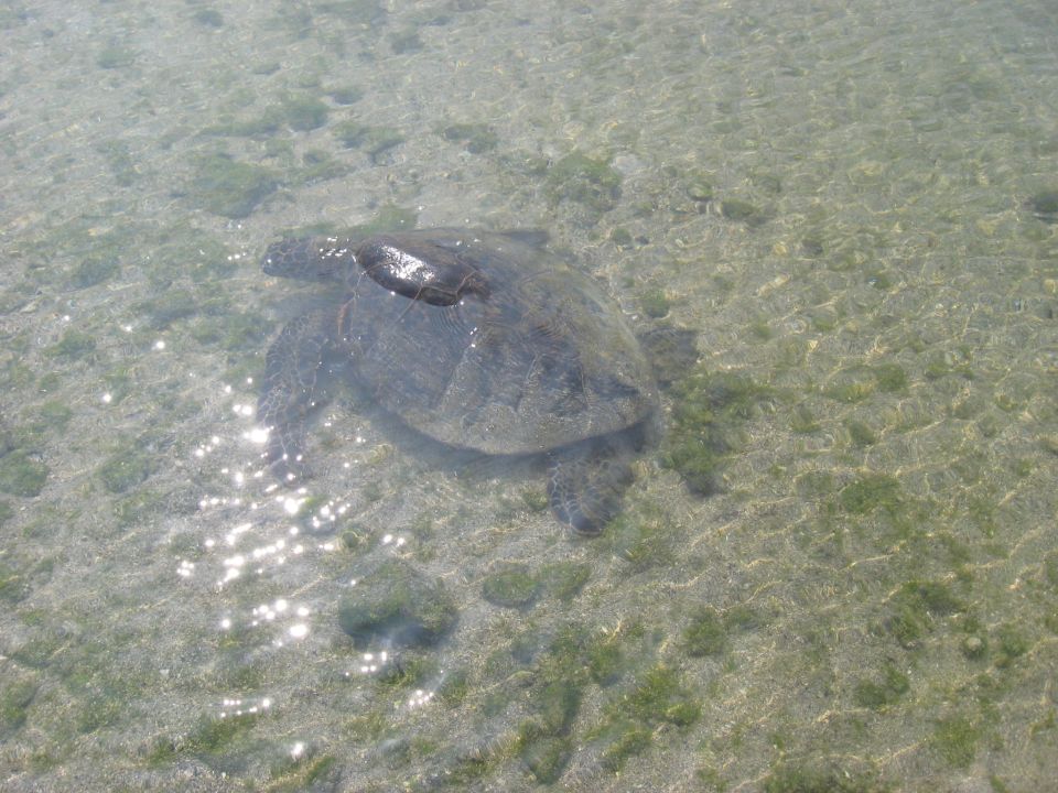 Sea turtle swimming in shallow, clear water with a smaller turtle on its shell