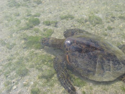 1991 Ford Bronco - A sea turtle glides through the clear ocean water, its shell visible against the sandy seabed dotted with green algae.