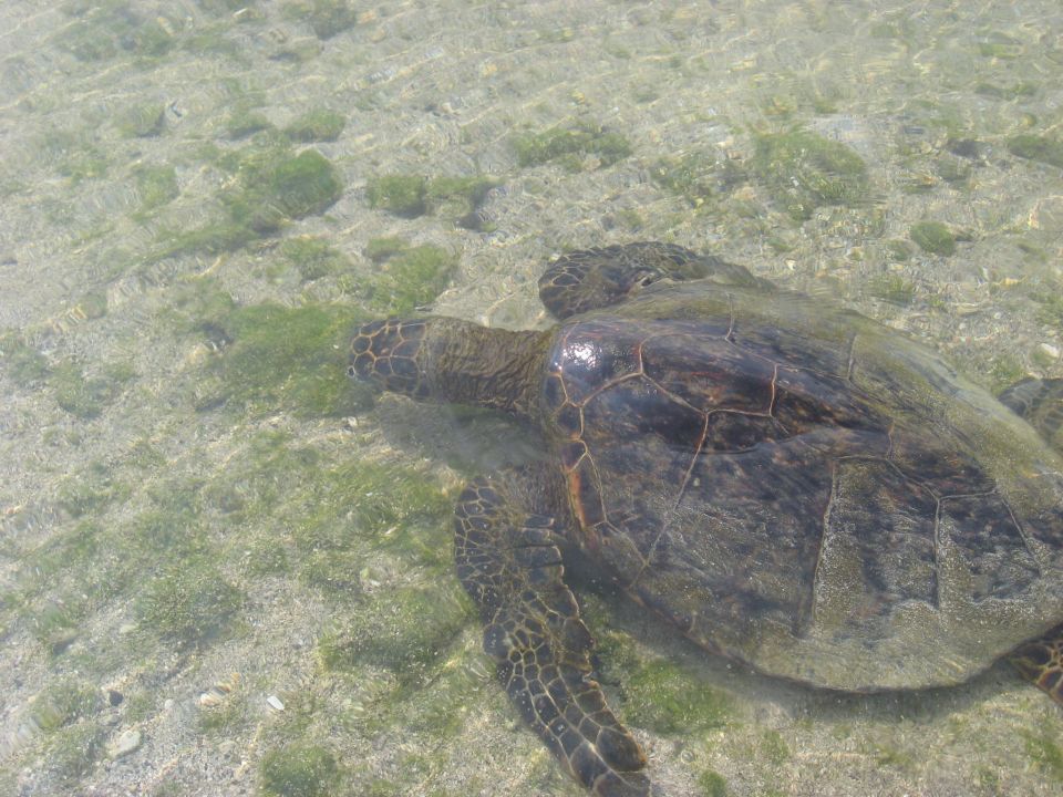 Sea turtle swims in shallow, clear water over sandy bottom with green algae