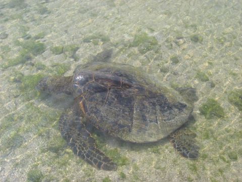 1991 Ford Bronco - A sea turtle glides through the clear, shallow water, its shell visible beneath the surface.