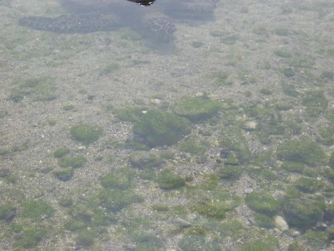 1991 Ford Bronco - A clear view of the ocean floor, revealing rocks and green seaweed.