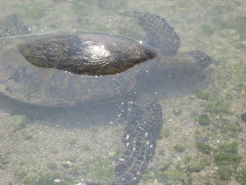 1991 Ford Bronco - A sea turtle swims in shallow, clear water near the shore.