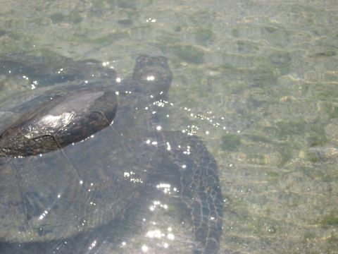 1991 Ford Bronco - Sea turtles swim in the shallow, sunlit waters of Hawaii.