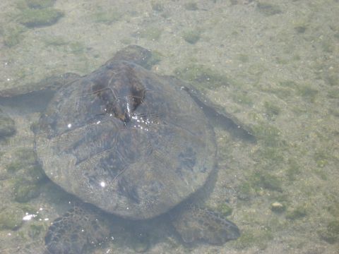 1991 Ford Bronco - A sea turtle glides through shallow, clear water, its shell visible beneath the surface.