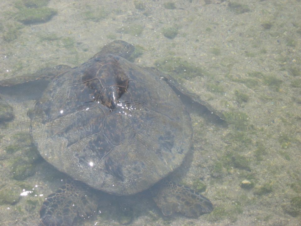 Sea turtle swimming in shallow, clear water over a sandy bottom with green algae