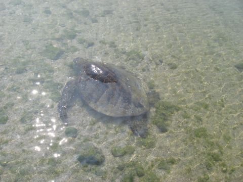 1991 Ford Bronco - A sea turtle navigates the clear, shallow waters, its shell visible just beneath the surface over a sandy, algae-covered seabed.