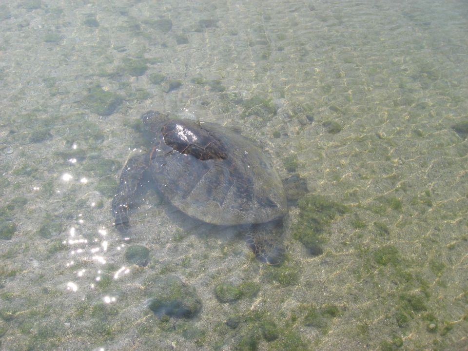 Sea turtle swimming in clear, shallow water with sandy bottom and some green algae