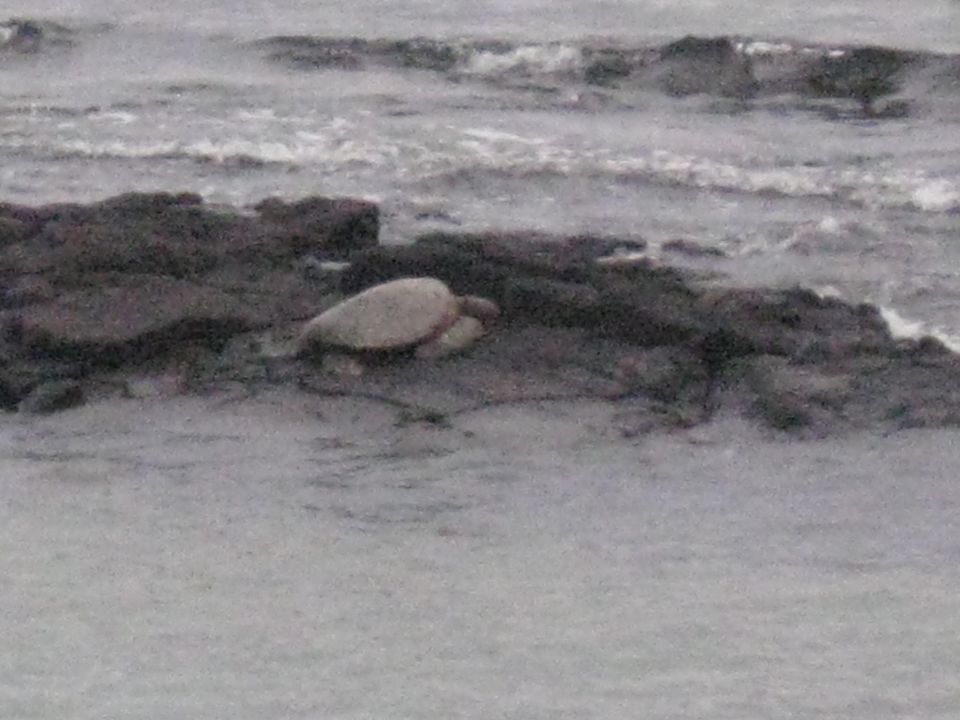 Sea turtle resting on dark rocks near the ocean waves