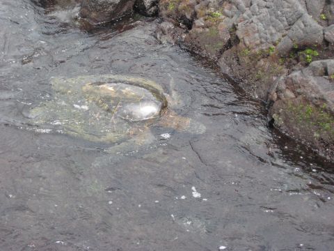 1991 Ford Bronco - A sea turtle navigates the clear water near a rocky shoreline.