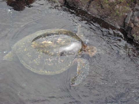 1991 Ford Bronco - A sea turtle swims in shallow, dark water next to volcanic rocks.