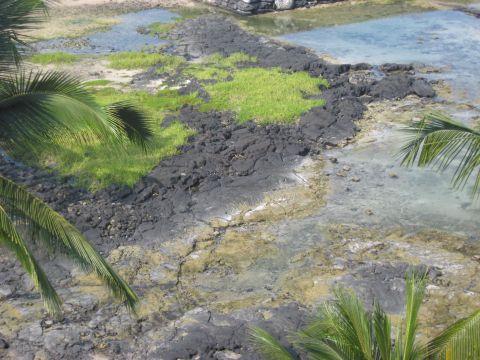 1991 Ford Bronco - A view of a rocky coastline with tidal pools and lush green vegetation, framed by palm fronds.