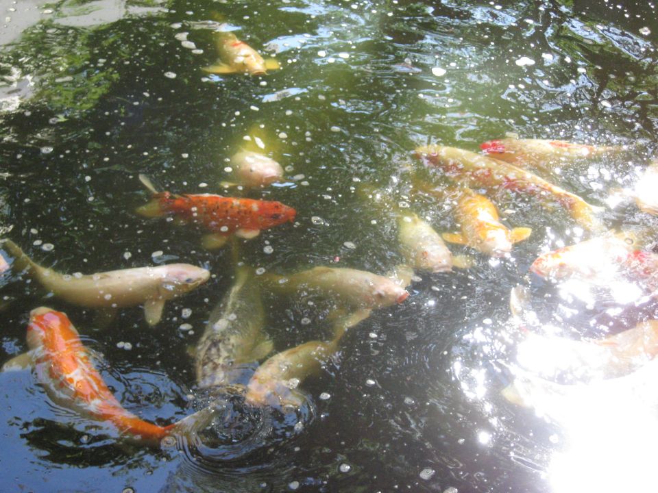 Koi fish swimming in a pond