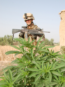 1995 Mercury Grand Marquis - A soldier stands with a rifle in front of a marijuana plant, with a building in the background.