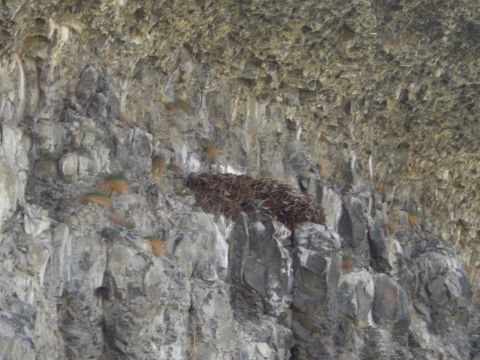 1993 Ford Bronco - A bird nest is built on a rocky cliff face, with sparse vegetation visible.