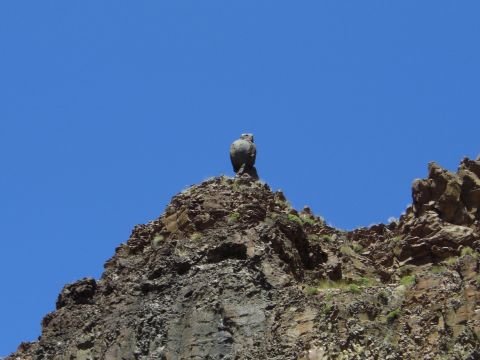 1993 Ford Bronco - A bird sits atop a rocky formation under a bright blue sky. The image contains a watermark for SuperMotors.net.