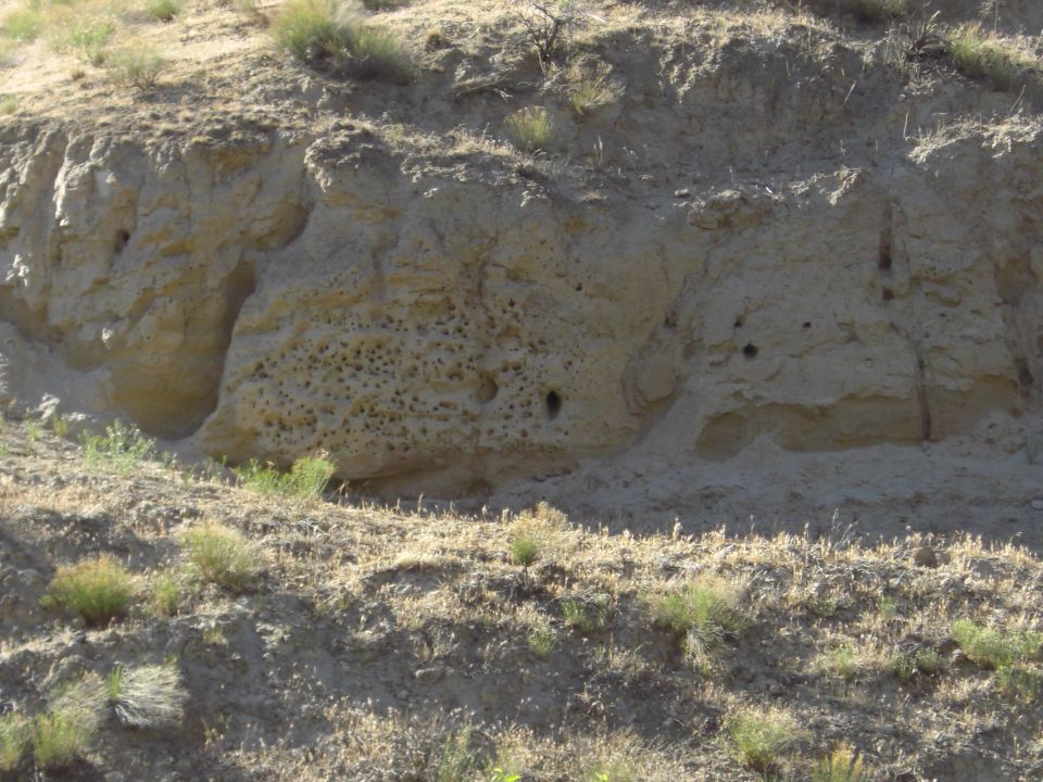 rock face with many small holes and larger cavities, dry grass in foreground