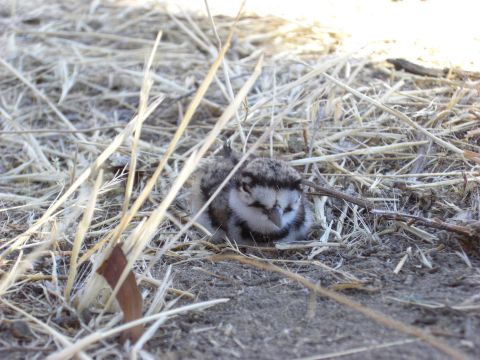 1993 Ford Bronco - A small chick rests camouflaged in its natural environment amidst dry vegetation.
