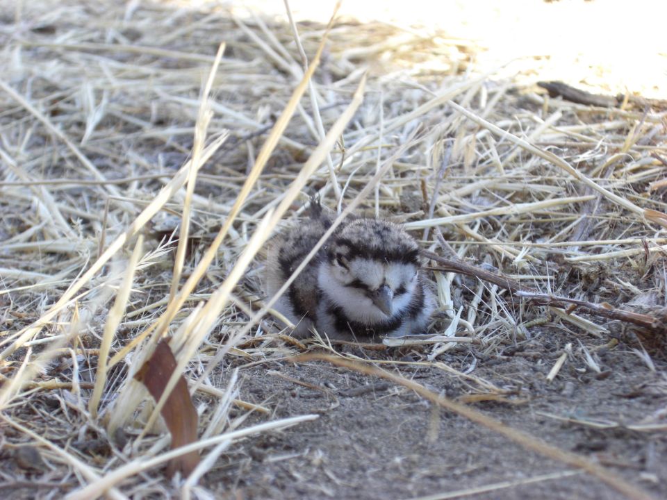 Baby bird hunkered down in dry grass and dirt