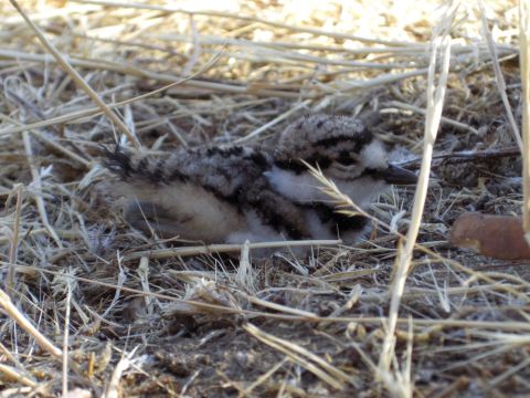 1993 Ford Bronco - A small bird chick is camouflaged in its nest of straw and dirt.