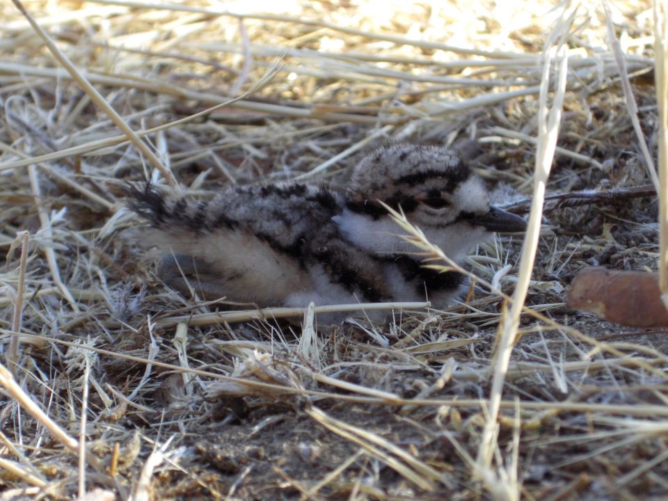 Baby bird with black and white markings resting in dry grass