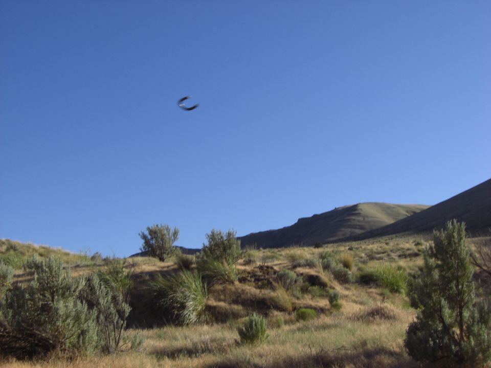 Bird in flight over dry hillside with distant mountains
