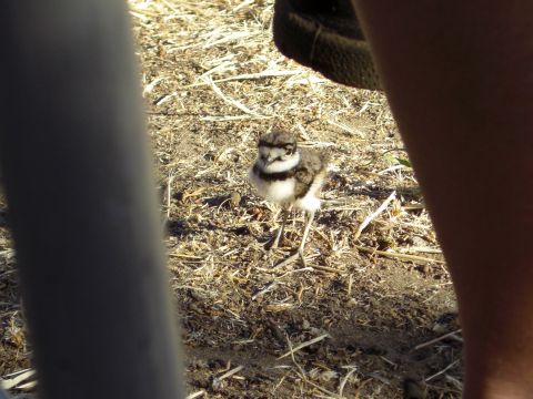 1993 Ford Bronco - A baby killdeer bird stands on dry ground, with a person's leg visible on the right.