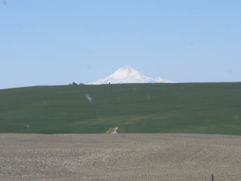 1993 Ford Bronco - A wide view of a mountain range under a clear blue sky, with agricultural equipment visible on a distant hill.