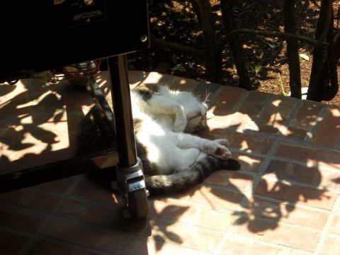 1993 Ford Bronco - A cat naps peacefully on a brick patio, bathed in sunlight filtering through nearby foliage.