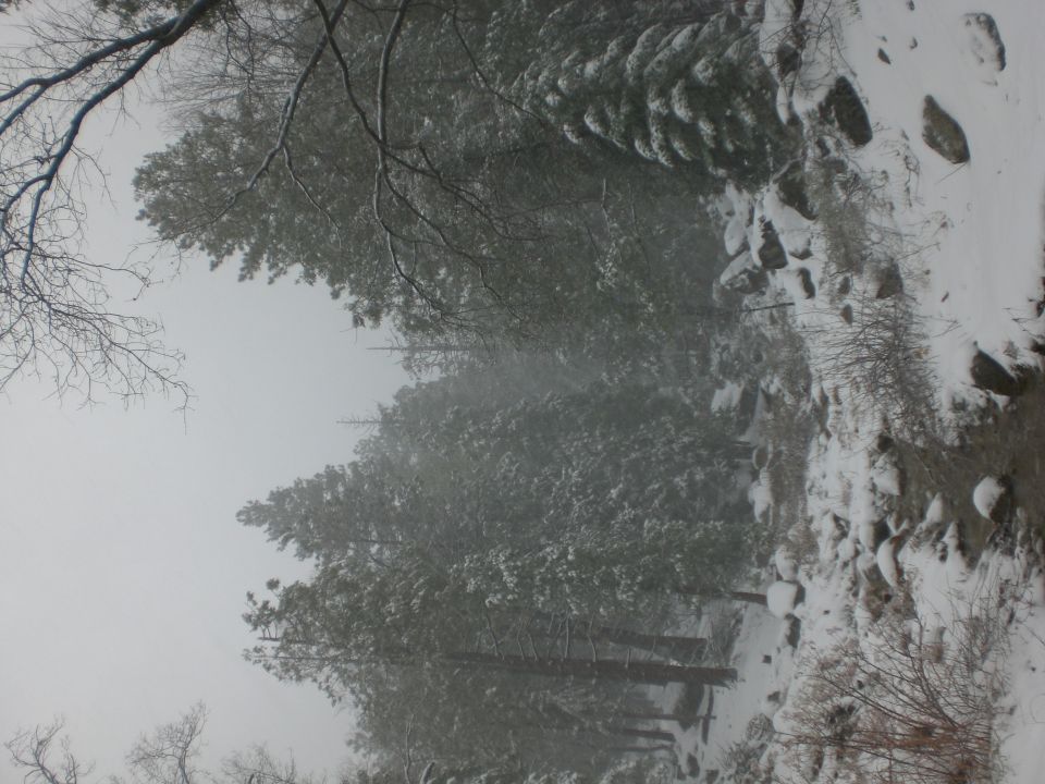 Snowy forest scene with trees and rocks.