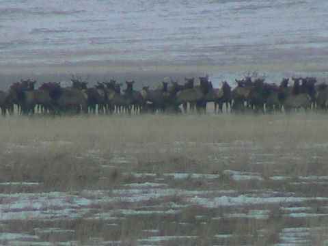 2006 Ford E350 - Elk in Cameron