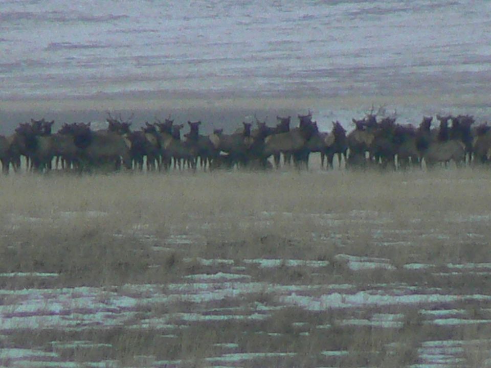 Elk in Cameron