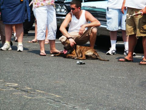 2001 Mercury Grand Marquis - A dog rests on the asphalt at a car show while people gather around.