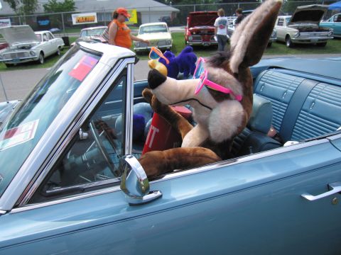 2001 Ford Crown Victoria - A stuffed coyote with pink sunglasses sits in the driver's seat of a light blue convertible at a car show.