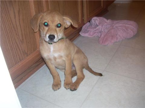 1992 Ford Bronco - A tan retriever-mix puppy in a green collar sits on a tile kitchen floor beside oak cabinets, with a pink towel bunched on the floor behind…