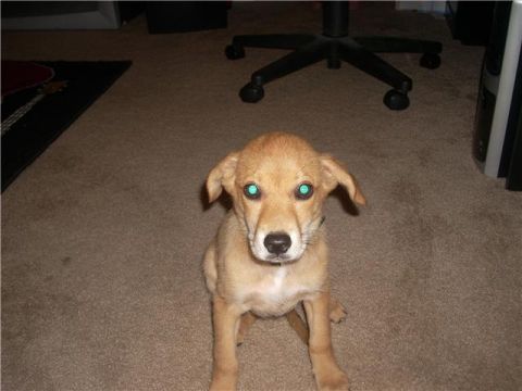 1992 Ford Bronco - A light brown puppy with bright blue eyes sits on a brown carpeted floor. The puppy is looking directly at the camera.