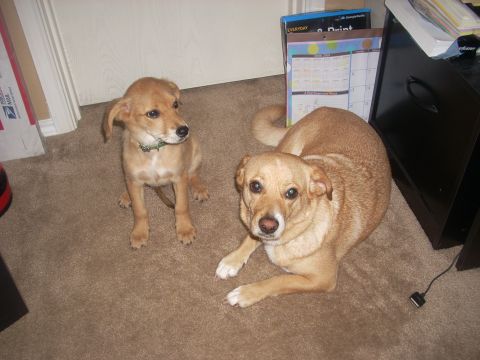 1992 Ford Bronco - Two tan dogs, a puppy in a green collar sitting upright and an adult dog lying with paws forward, pose on beige carpet in a home office bes…