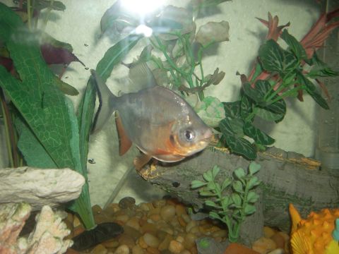 1992 Ford Bronco - A piranha swims in a freshwater aquarium with artificial plants and rocks.
