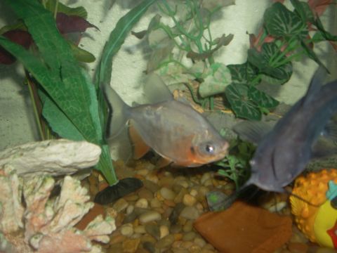 1992 Ford Bronco - Two fish swim in an aquarium with artificial plants and gravel on the bottom. One fish is silver with orange fins, and the other is dark gr…