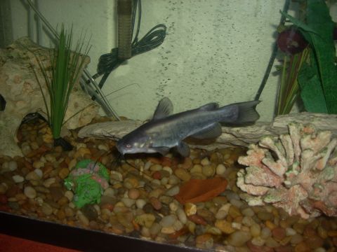1992 Ford Bronco - A catfish swims in a freshwater aquarium filled with colorful gravel, rocks, and artificial plants.