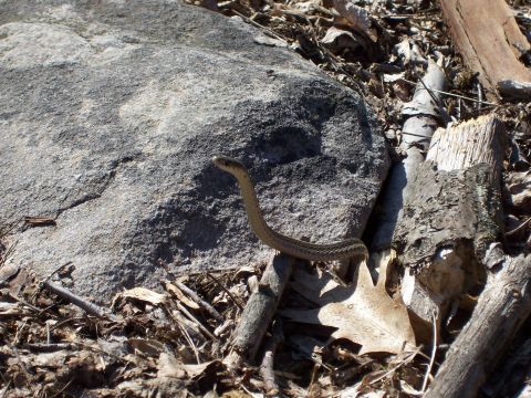 1996 Ford Bronco - A snake is seen on the ground amidst rocks and dry leaves.